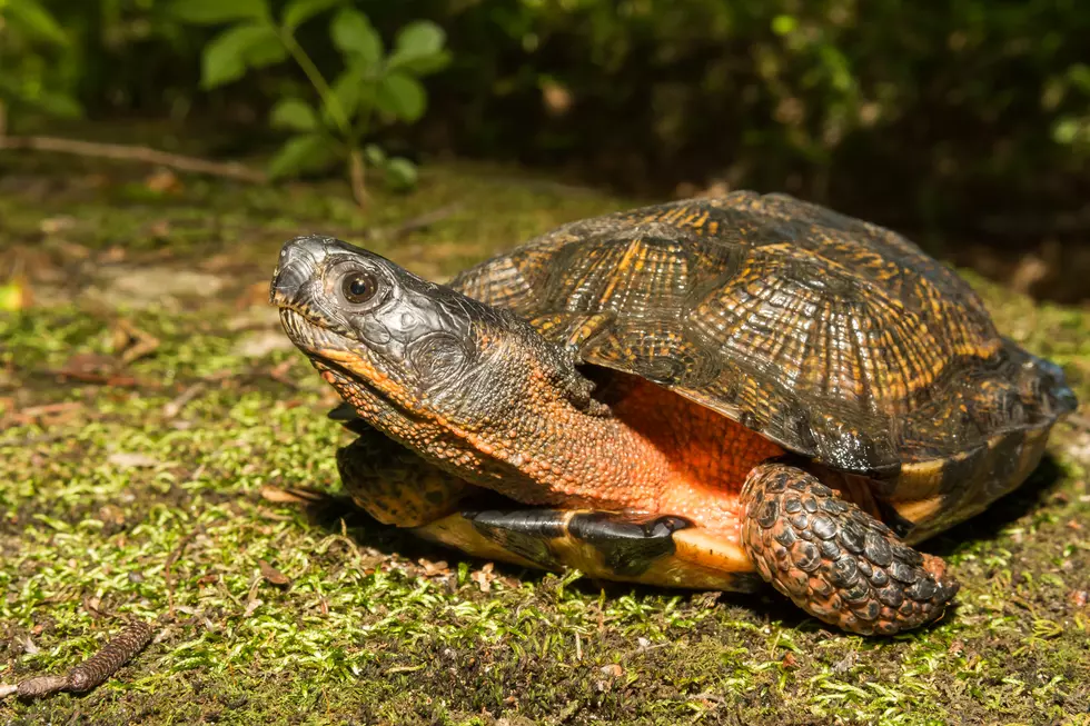 What To Do If You See A Turtle In The Road In Western New York