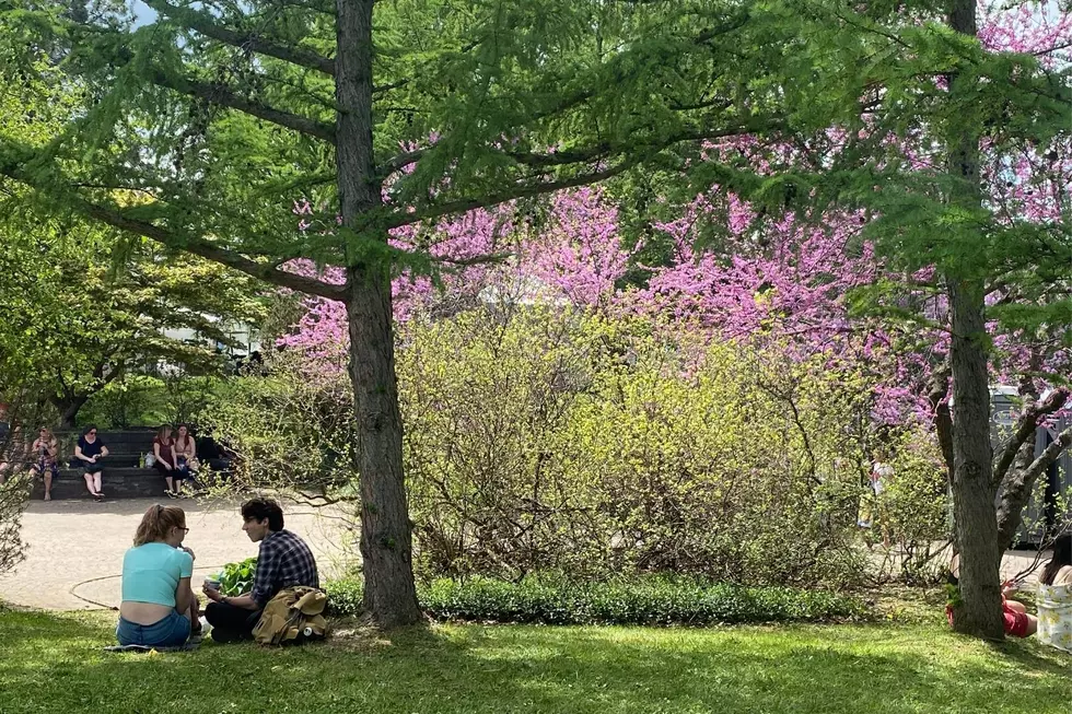 The Best and Worst Parts of Rochester’s Lilac Festival