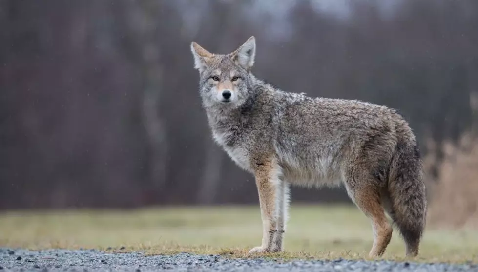 Mange Coyote Gets Really Close To Home in Lancaster, New York