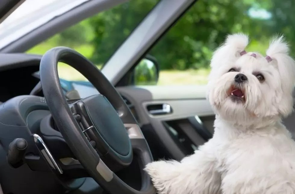 Can Dogs Sit In Front Seat In New York State?