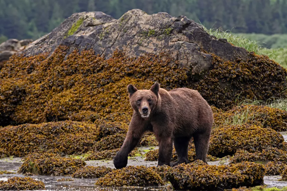 Hunting In Canada This Fall? Better Learn The Gun Law