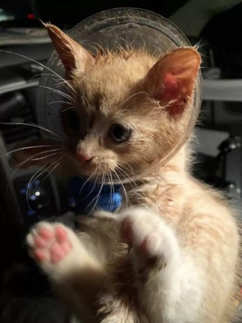 Western New York Kitten Freed From A Coffee Cup [PHOTO]