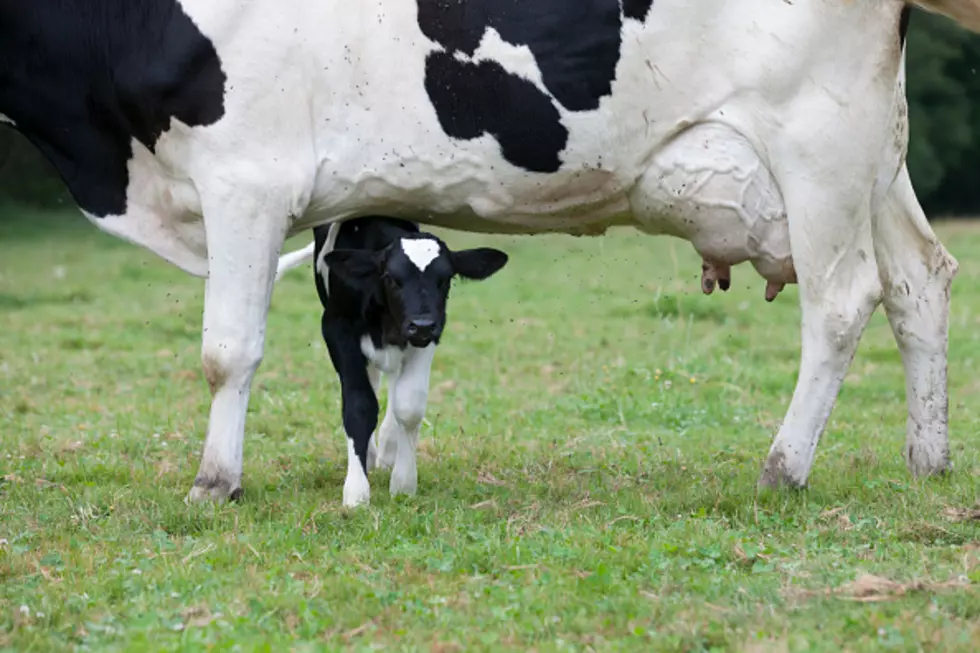 Calf Stolen From Western New York Farm [PHOTO]