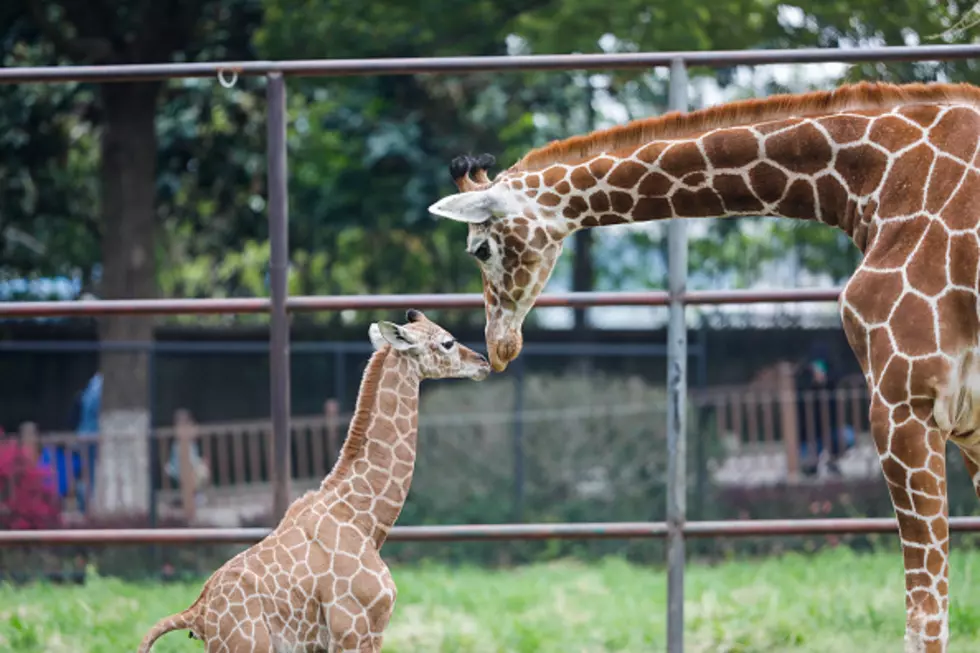 New York State&#8217;s Newest Giraffe Named For Famous Buffalo Designer