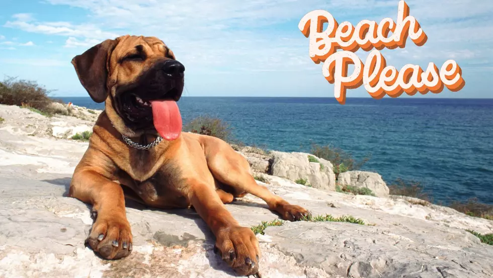8 Beaches To Take Your Dog In Western New York