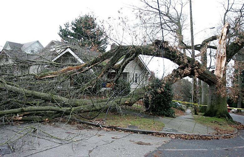 What wind speeds and gusts can usually damage houses or trees? - Earth  Science Stack Exchange