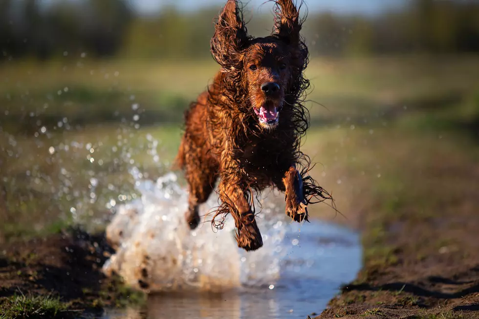 This Saturday: $5 Dog Washes at Clyde&#8217;s Will Benefit Dog Rescue