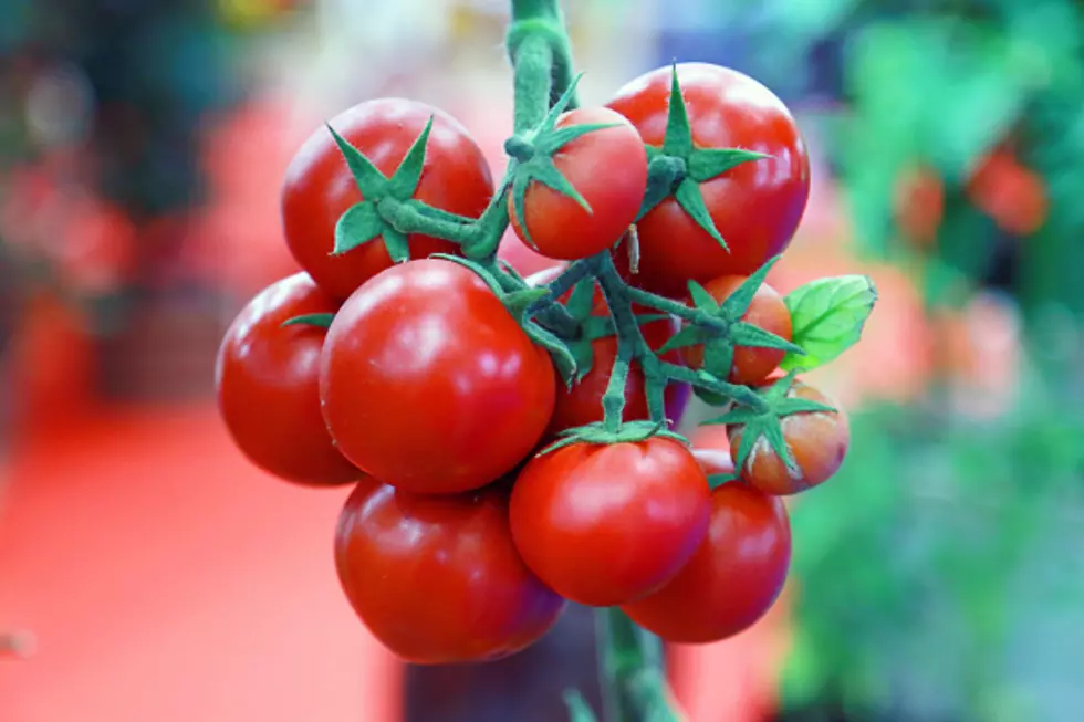 A Tomato Disaster Headed For New York State?