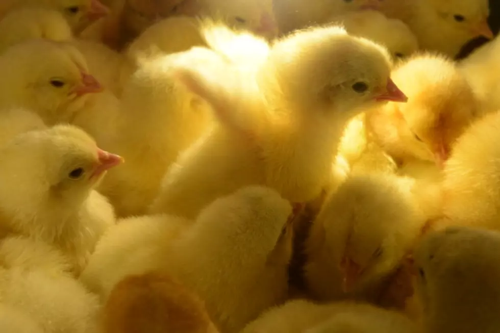 A Chicken Invasion Just North Of Buffalo, New York