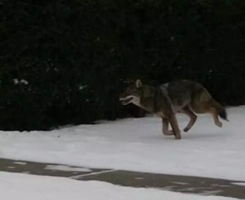 Huge Coyote Running In The Village Of Lancaster [PICTURES]