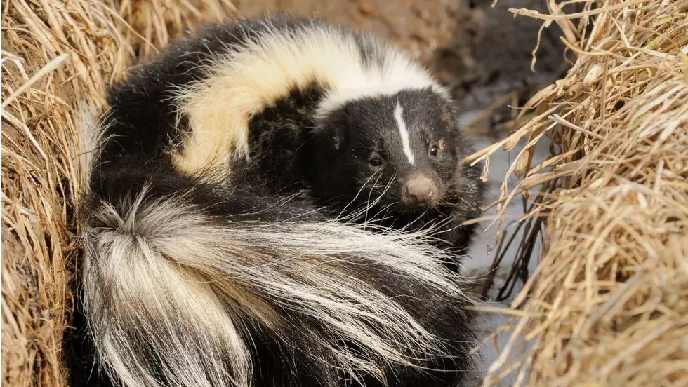 Why Western New York May Have A Skunk Problem