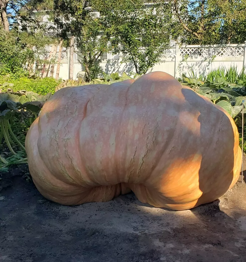 United States Pumpkin Record To Be Broken in Lancaster, New York