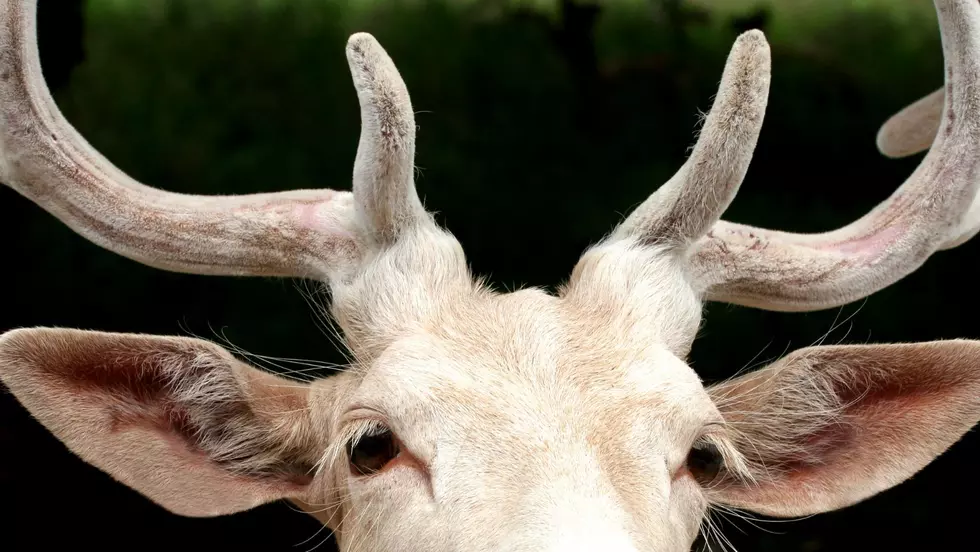 Rare Albino Deer Spotted In Western New York [PHOTO]