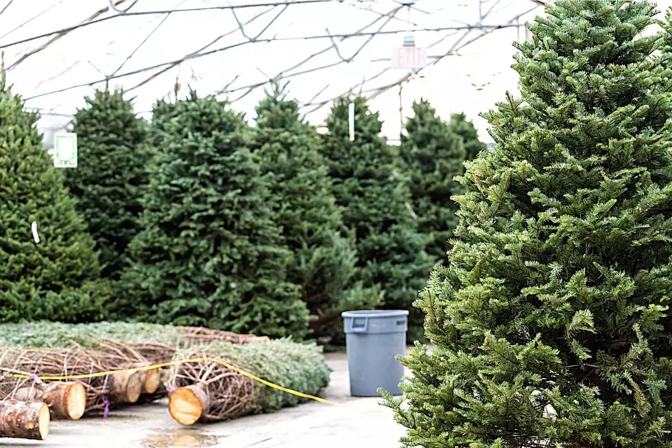 Christmas Trees Going To Cost How Much More In New York State?