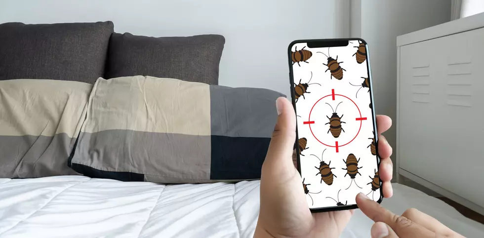 Buffalo Has A Big Bed Bug Problem, Lands In Top 30 In America