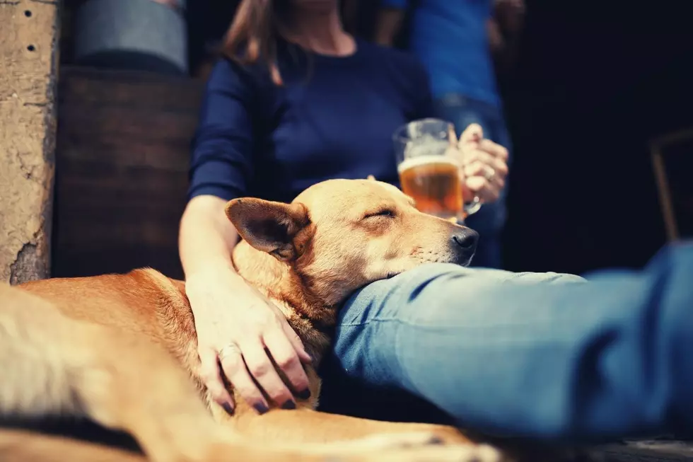 New Dog Park And Bar Opening In The Buffalo Area