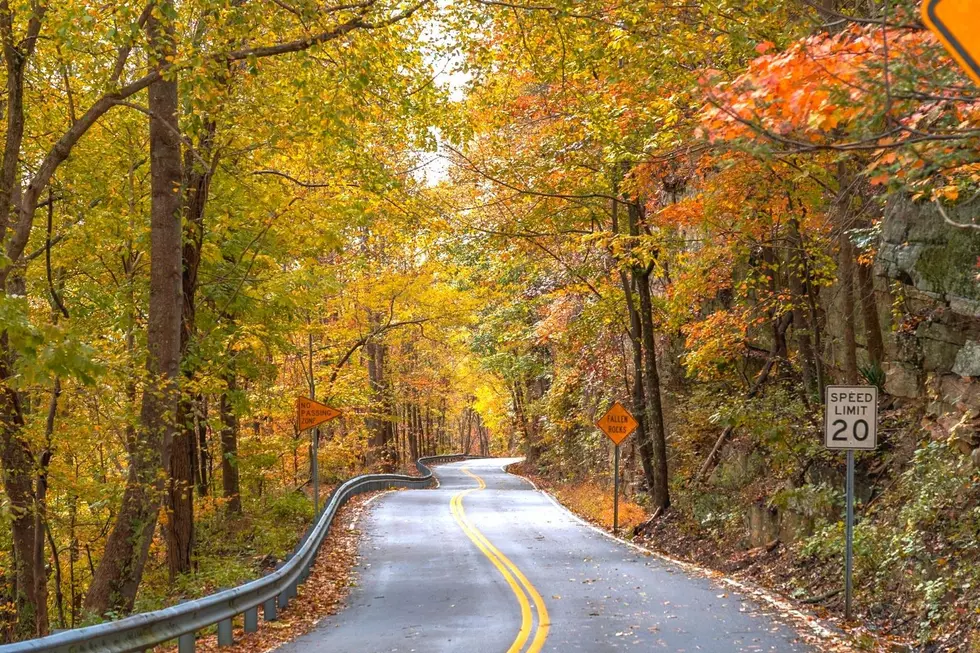 Falling Leaves Are Dangerous For New York State Drivers