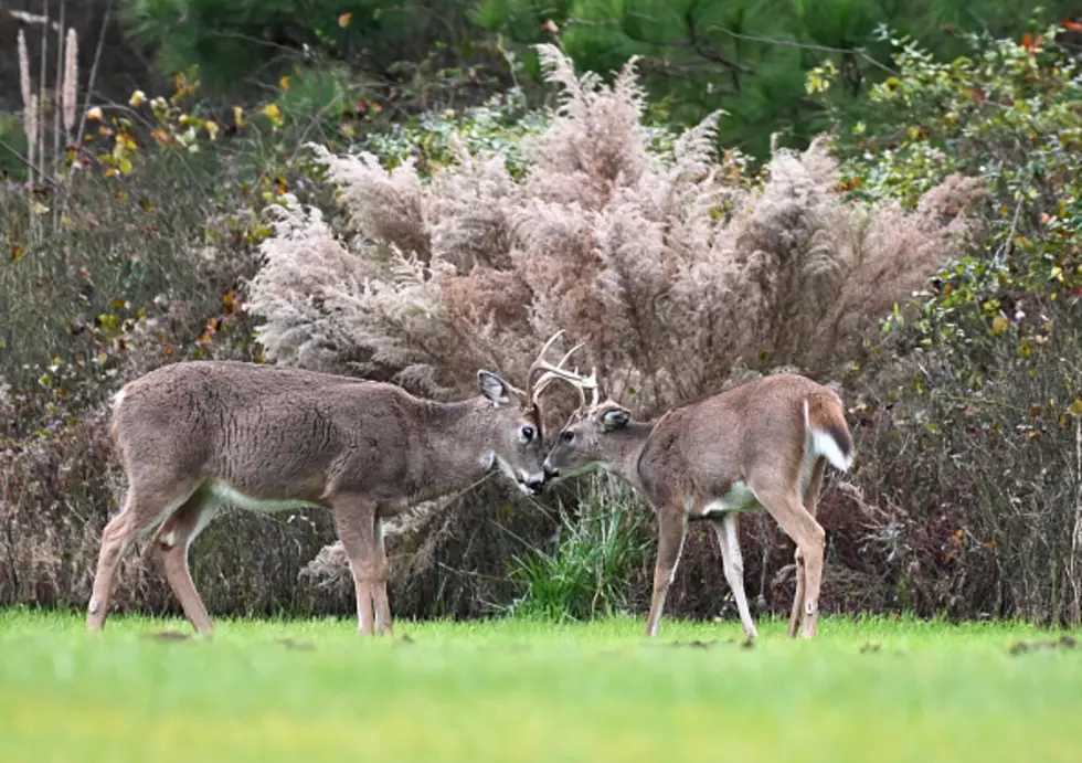 Monster Buck In A New York State Backyard [WATCH]