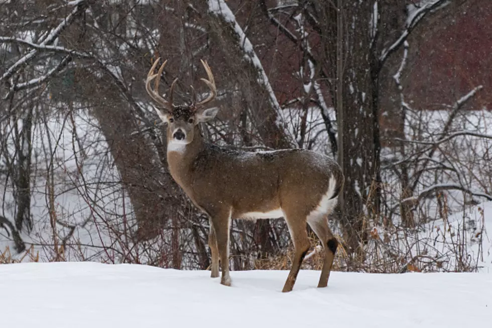 Exciting News For Deer Hunters In New York State