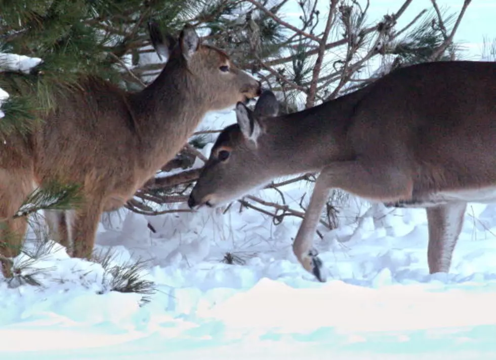 Can Deer Survive The Western New York Snowstorm?