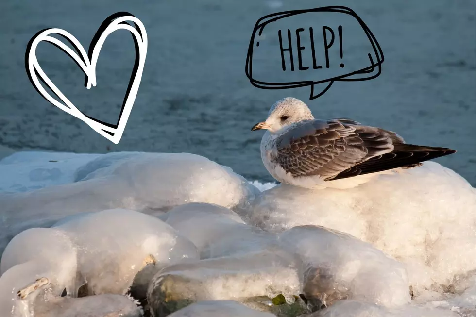 Buffalo Couple Saves Dozens Of Seagulls After Blizzard