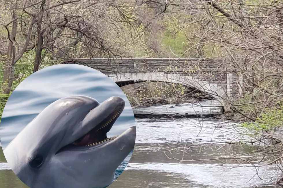 Dolphins Seen Swimming In A River In New York