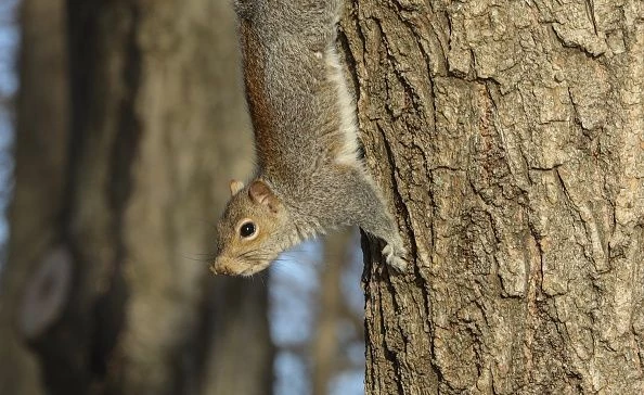 Extremely Rare Squirrel Found in Amherst, New York