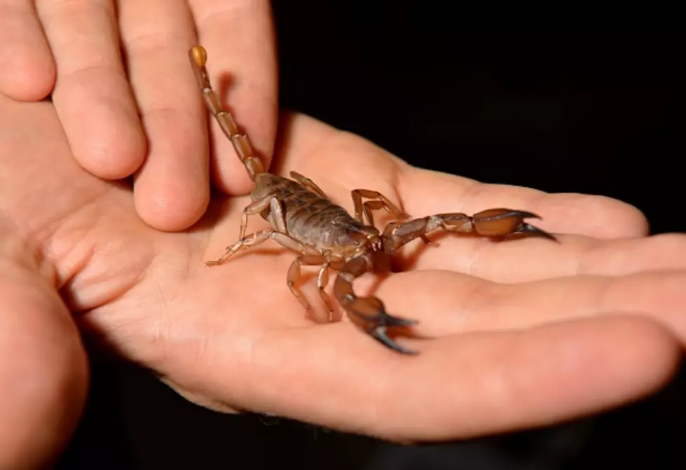 Scorpion Found In Raspberries In Western New York?