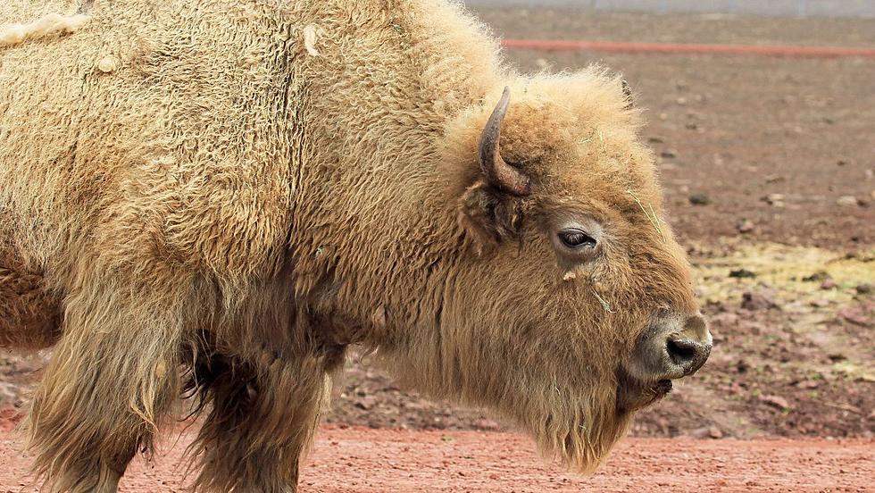 Rare White Buffalo Caught On A Video