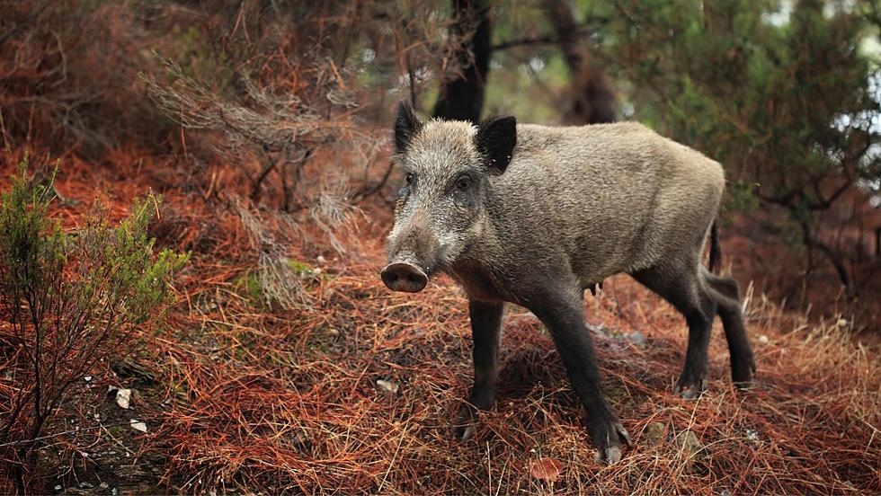 Super Pigs Escaped Canada, Heading Towards New York?