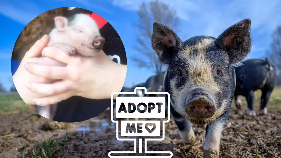 45 Pigs Waiting To Be Adopted In Western New York