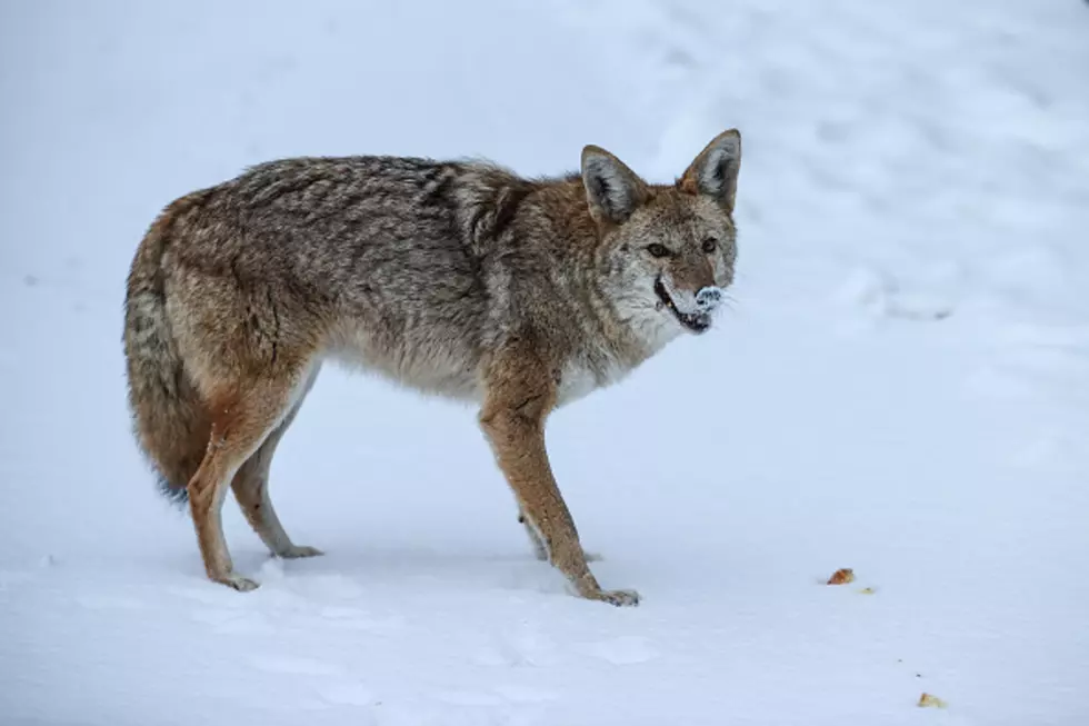 Scary Coyote Roaming East Aurora, New York [WATCH]