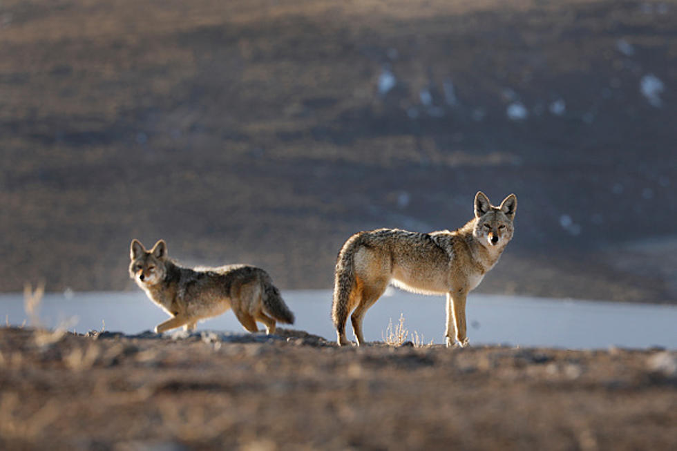 Can I Shoot A Coyote In New York State?