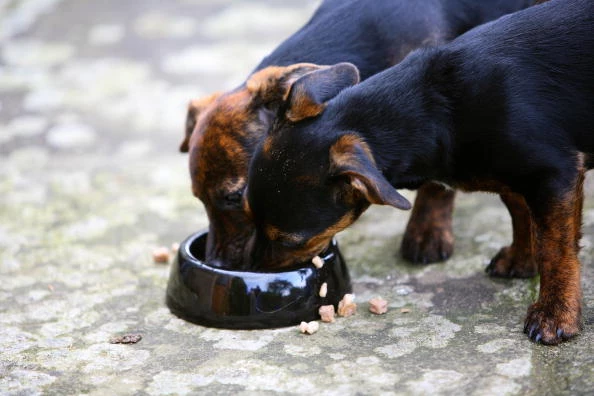 Massive Dog Food Recall For New York State