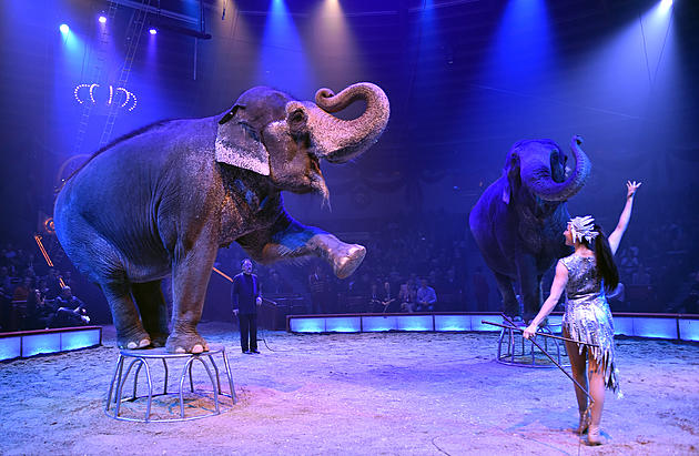 Ringling Brothers Will Return To Buffalo, Won&#8217;t Bring Animals