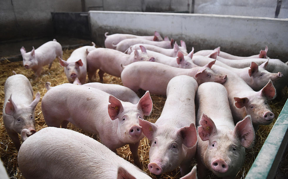 Hundreds of Pigs Ran Wild on East Side of Buffalo