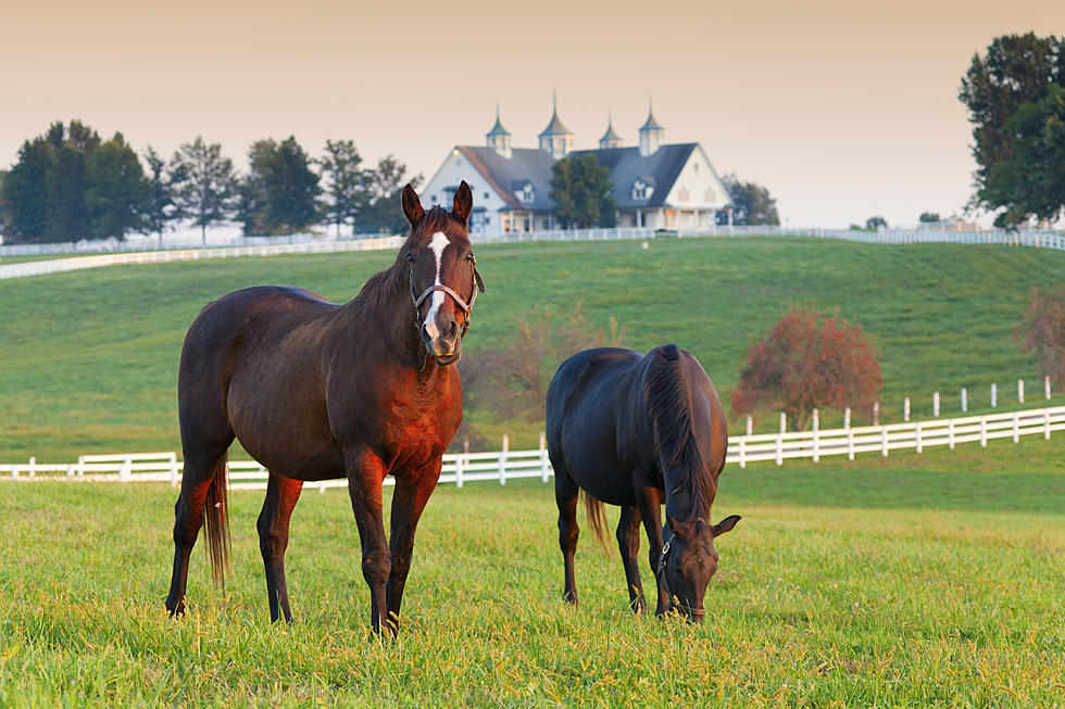 Horse Enthusiasts Won't Want To Miss This Event In Hamburg