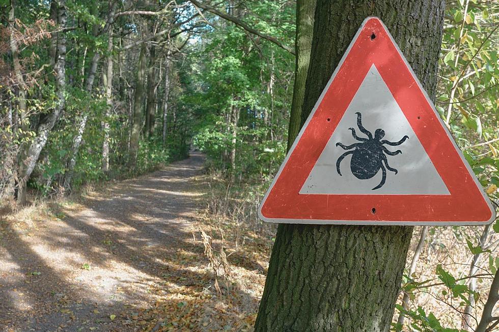 Rare Disease From Ticks Is On The Rise In New York State