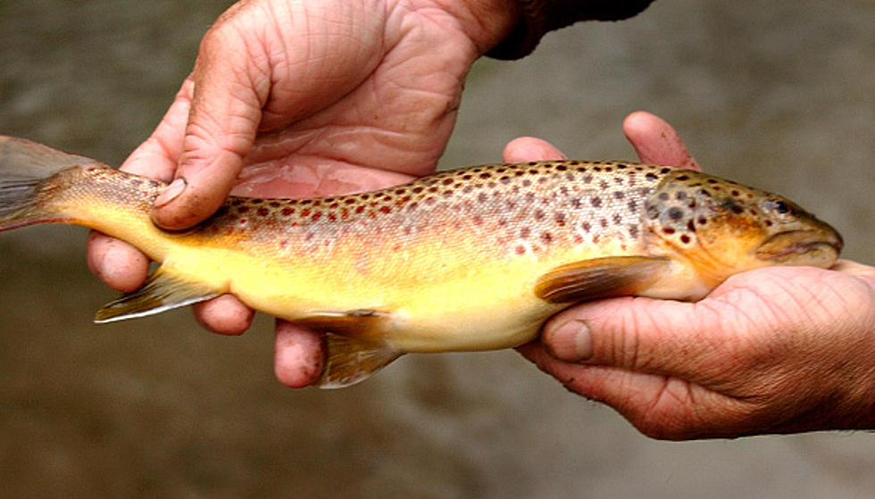 The Best Trout Fishing Spots In New York State