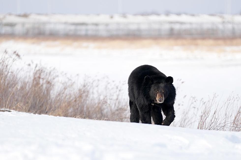 Massive Black Bear Returns To Western New York [PHOTO]