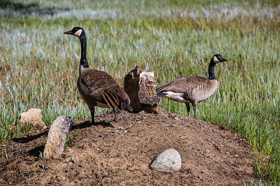 Can You Legally Shoot Geese In Spring In New York?