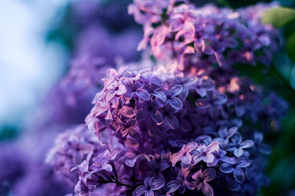 Will The Lilacs Bloom In Time For This Popular Festival?