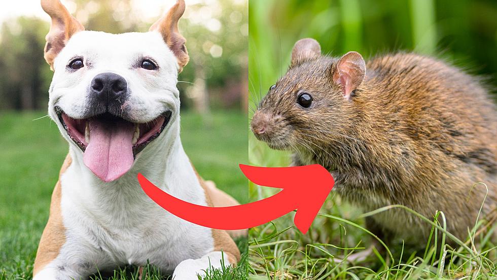 Dogs May Be Causing Rat Problems In Western New York