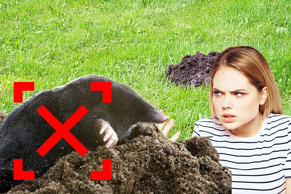 5 Ways To Get Rid Of Moles And Voles From Your Yard In New York