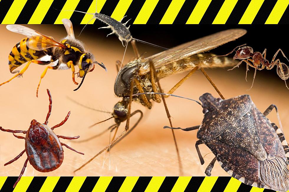 Are These 11 Bugs Found In New York Actually Dangerous?
