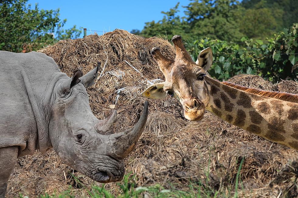 Did You Know You Can Buy Poo&#8230;From The Zoo?