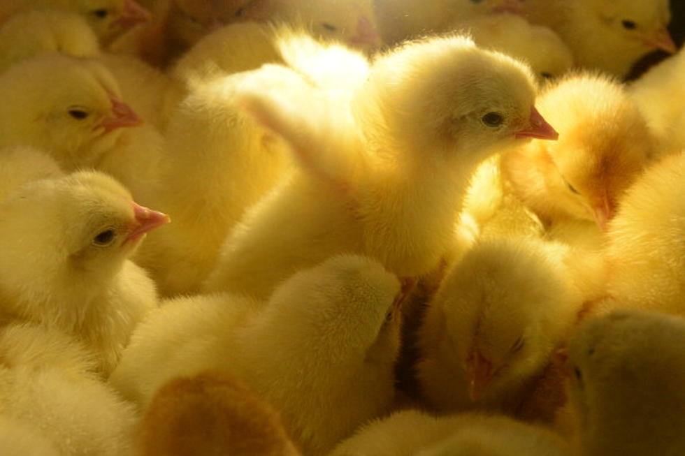 Some Shouldn&#8217;t Buy Chickens In New York State This Spring