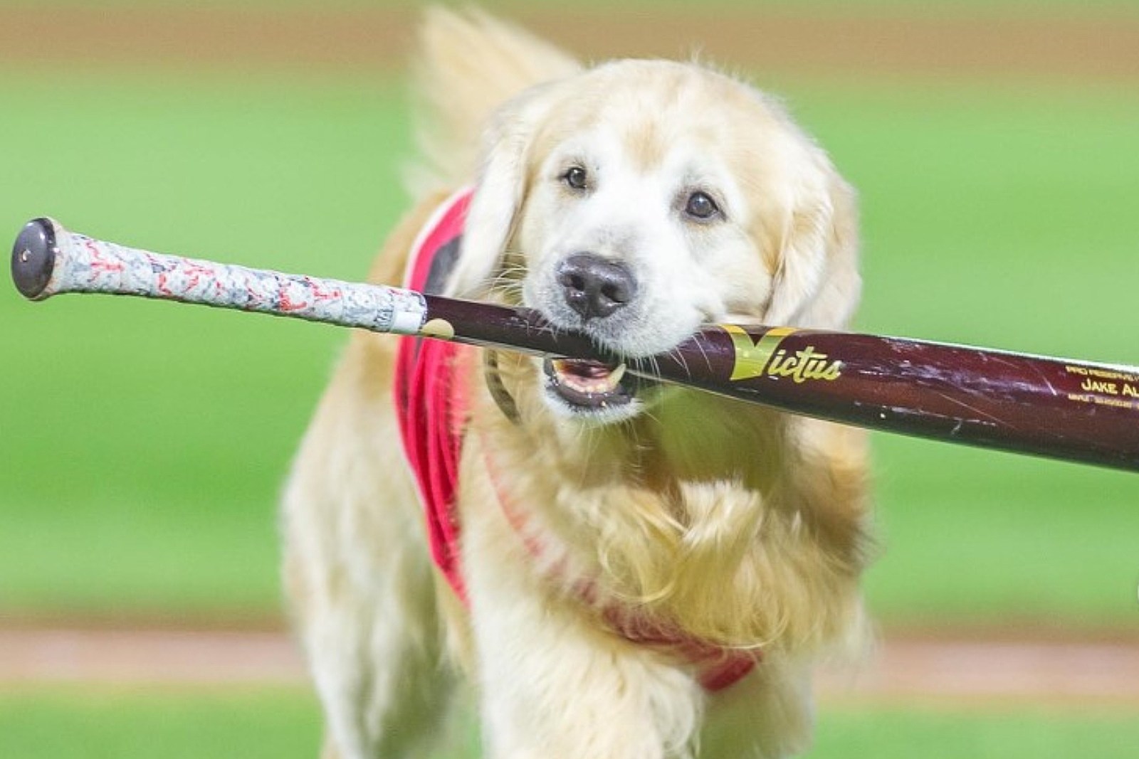 Adrian Peterson fan #1  Dog football, Golden retriever, Sporting dogs