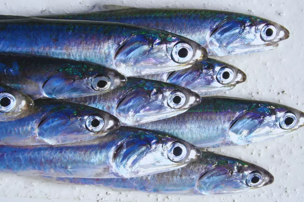 anchovies