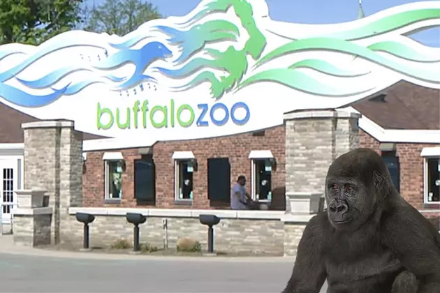 The Buffalo Zoo Absolutely Needs To Change This